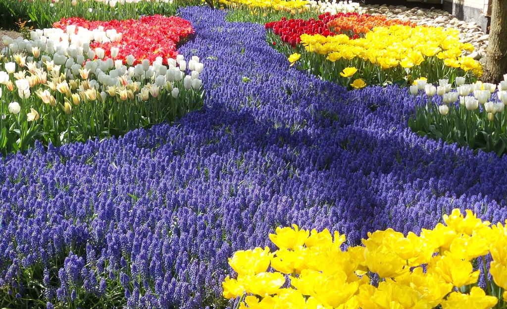 2014-04-17 Holland Tulips 64.jpg